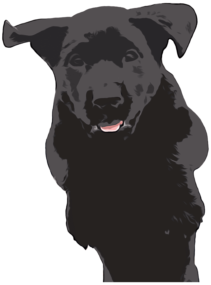 Smokey the black labrador retriever